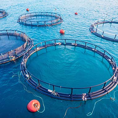 Zagrody akwakultury utrzymują uprawiane owoce morza. Produktem ubocznym hodowli jest amoniak, który może być toksyczny dla ryb.